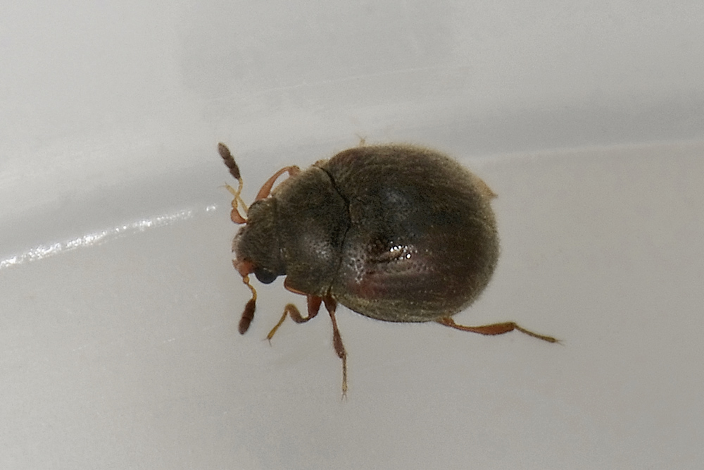 Aspidiphorus orbiculatus - Sphindidae